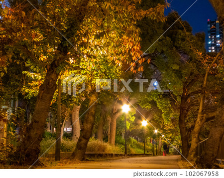 A road at night colored by illuminated autumn leaves A road at night colored by illuminated autumn leaves 102067958