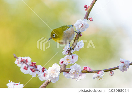 White plum blossoms and Japanese white-eye (Bairinji Gaien, Kurume City) White plum blossoms and Japanese white-eye (Bairinji Gaien, Kurume City) 102068024