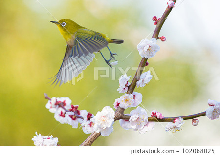 White-eye flying with white plum blossoms (Bairinji Gaien) 102068025