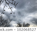 樹影和寒冷的冬日天空。 樹影和寒冷的冬日天空。 102068527