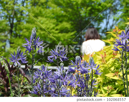 Camassia，一種原產於北美的球莖植物 102068557