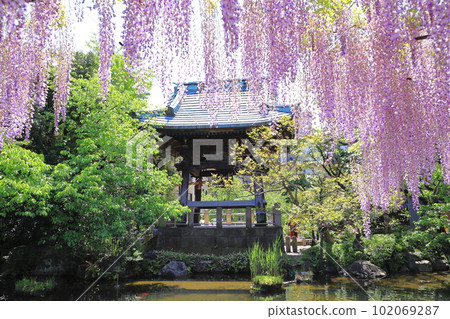 盛開的西新井大師紫藤和鍾樓 盛開的西新井大師紫藤和鍾樓 102069287