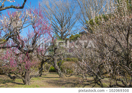 梅林寺外苑梅園的梅花 梅林寺外苑梅園的梅花 102069308