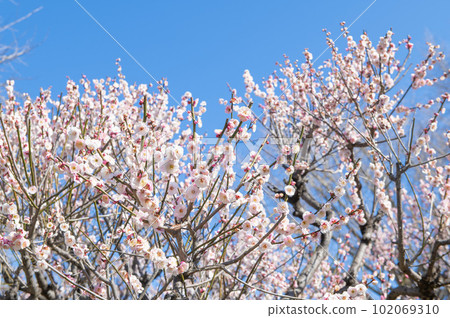 梅林寺外苑梅園的梅花 梅林寺外苑梅園的梅花 102069310