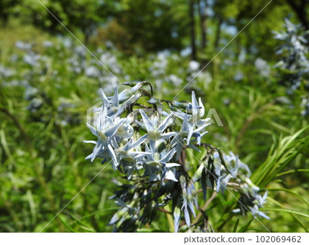 Hosoba Chojiso (thin leaf clove grass) Hosoba Chojiso (thin leaf clove grass) 102069462