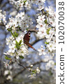 A multicolored butterfly sits on a white Apple blossom 102070038