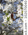 A multicolored butterfly sits on a white Apple blossom 102070040