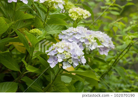 淡紫色的繡球花 102070190