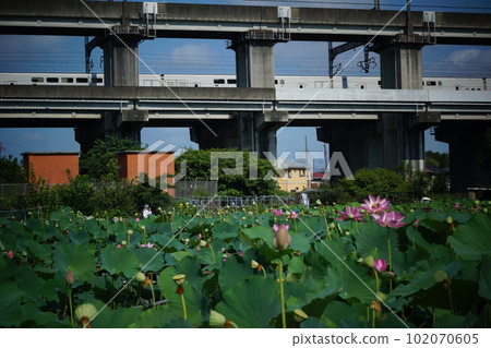 Ancient Lotus Tohoku Shinkansen 102070605