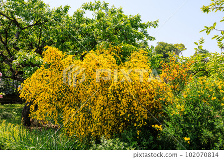 yellow flowers blooming between green trees 102070814
