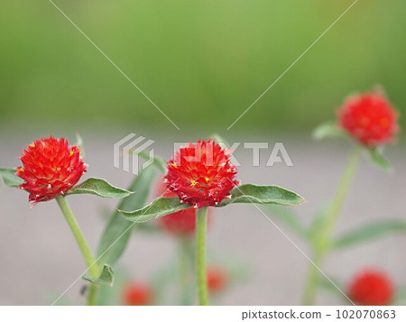 Red sennigyo flowers 102070863