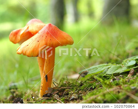 Ecological photograph of holly 102070864