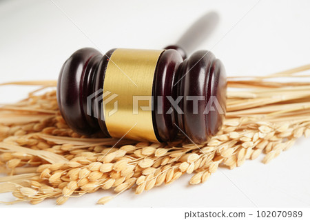 Judge gavel hammer with good grain rice from agriculture farm. Law and justice court concept. Judge gavel hammer with good grain rice from agriculture farm. Law and justice court concept. 102070989