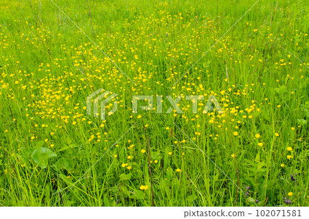 Yellow buttercups on the meadow 102071581