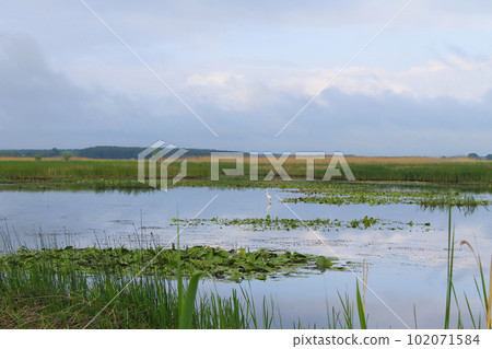White egret on the river 102071584