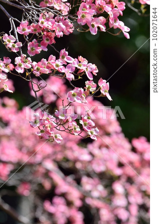 Hanamizuki盛開（N） 102071644