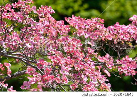 Hanamizuki in full bloom (N) Hanamizuki in full bloom (N) 102071645