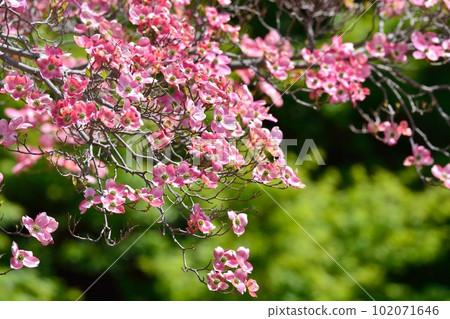 Hanamizuki盛開(N) Hanamizuki盛開(N) 102071646