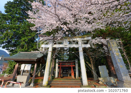 The cherry blossoms in full bloom adorning the torii gate of Suwa Shrine, the former Gosha shrine in Kurawada, Minami Alps City, Yamanashi Prefecture The cherry blossoms in full bloom adorning the torii gate of Suwa Shrine, the former Gosha shrine in Kurawada, Minami Alps City, Yamanashi Prefecture 102071760