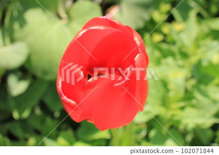 鬱金香紅色的花朵 鬱金香紅色的花朵 102071844