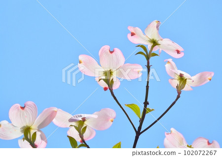 Hanamizuki盛開（N） 102072267