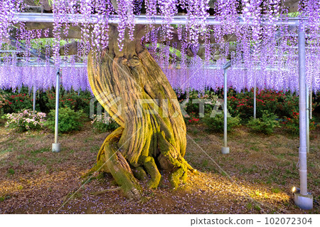 bewitching trunk 102072304