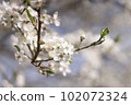 White flowers of cherry plum tree in close-up against blue sky on sunny day. Spring is coming. 102072324