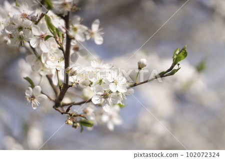 White flowers of cherry plum tree in close-up against blue sky on sunny day. Spring is coming. 102072324
