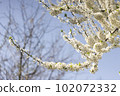 White flowers of cherry plum tree in close-up against blue sky on sunny day. Spring is coming. 102072332