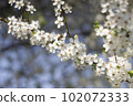 White flowers of cherry plum tree in close-up against blue sky on sunny day. Spring is coming. 102072333