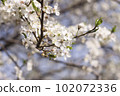 White flowers of cherry plum tree in close-up against blue sky on sunny day. Spring is coming. 102072336