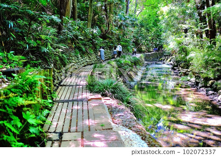 Todoroki Valley, Setagaya Ward 102072337