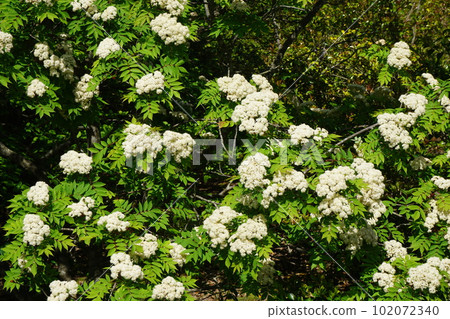 Nanakamado花 102072340