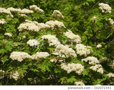 Nanakamado flower 102072341