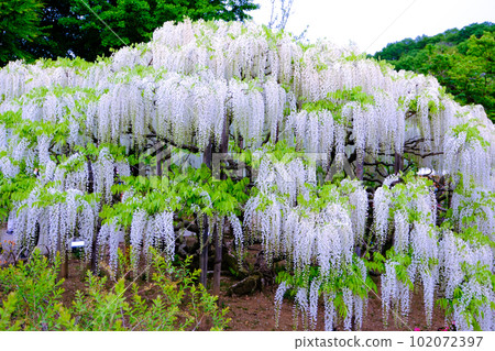 White wisteria at dusk White wisteria at dusk 102072397