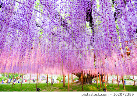 wisteria flower 102072399
