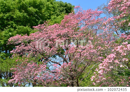 Hanamizuki in full bloom (N) Hanamizuki in full bloom (N) 102072435