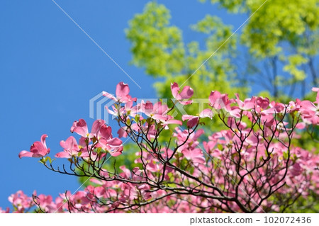 Hanamizuki盛開（N） 102072436