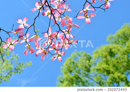 Hanamizuki盛開（N） 102072443