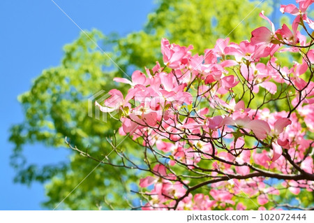 Hanamizuki in full bloom (N) 102072444