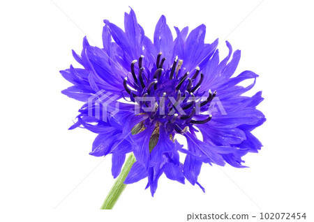 [Cornflowers] (focus stacking) 102072454