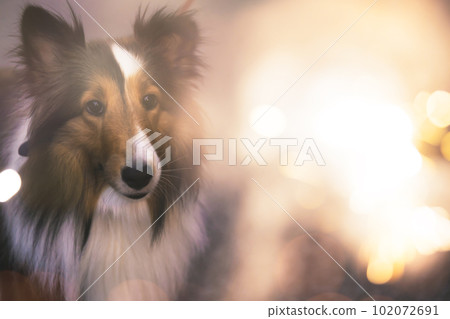 A dog staring at handheld fireworks A dog staring at handheld fireworks 102072691