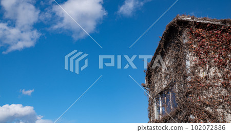 A building covered with ivy against the blue sky 102072886