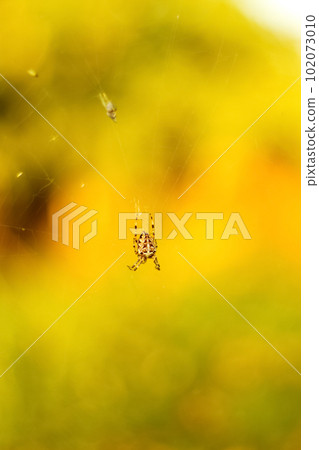The spider climbs on the web. European garden spider waiting to The spider climbs on the web. European garden spider waiting to 102073010