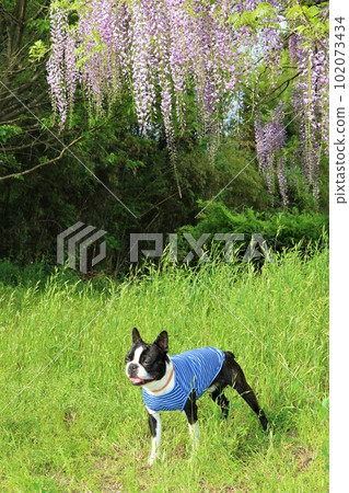 一隻身穿藍色條紋襯衫的波士頓梗犬在美麗的紫藤花和新鮮的綠色植物下凝視著♡Mighty-kun 一隻身穿藍色條紋襯衫的波士頓梗犬在美麗的紫藤花和新鮮的綠色植物下凝視著♡Mighty-kun 102073434