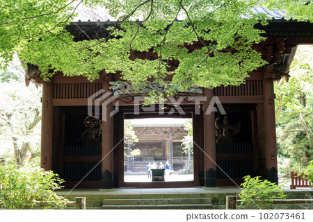 綠意盎然的鎌倉妙本寺1 綠意盎然的鎌倉妙本寺1 102073461