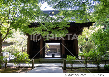 新綠中的鎌倉妙本寺10 新綠中的鎌倉妙本寺10 102073470