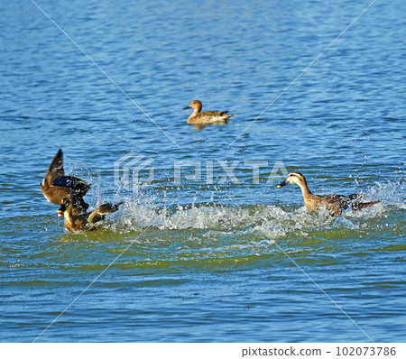 Two spot-billed ducks fighting on the water 102073786