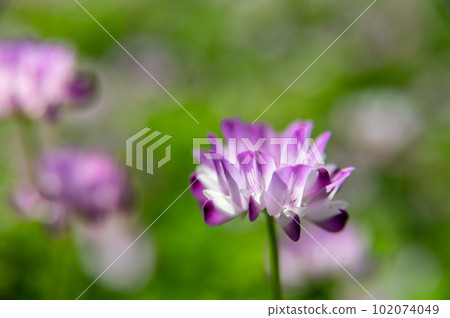 開墾前在田間盛開的黃芪花 102074049