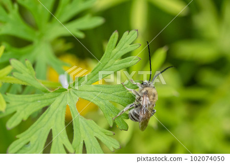 棲息在草的日本蜂 棲息在草的日本蜂 102074050